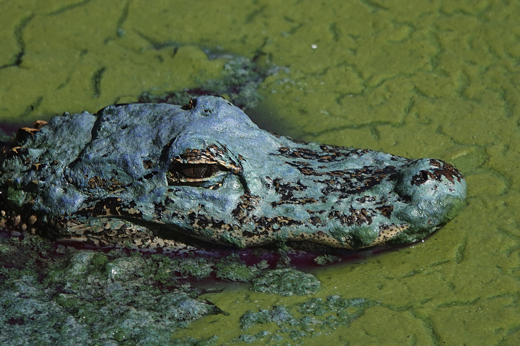 APTOPIX Florida Algae